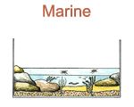 Marine